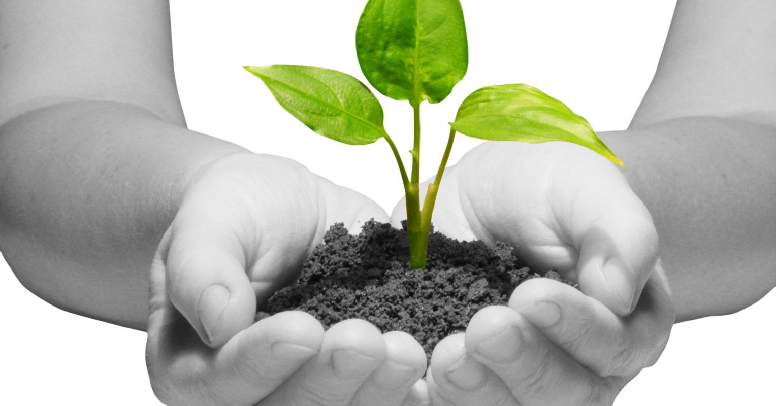 ER Nursery, Inc.: Nurturing Growth and Blooming Success